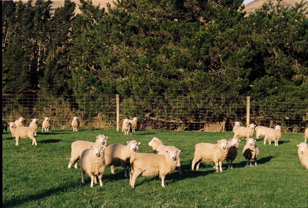 Ultimate 21-Day South Island Road Trip in New Zealand: The Best Budget-Friendly&nbsp;Adventure